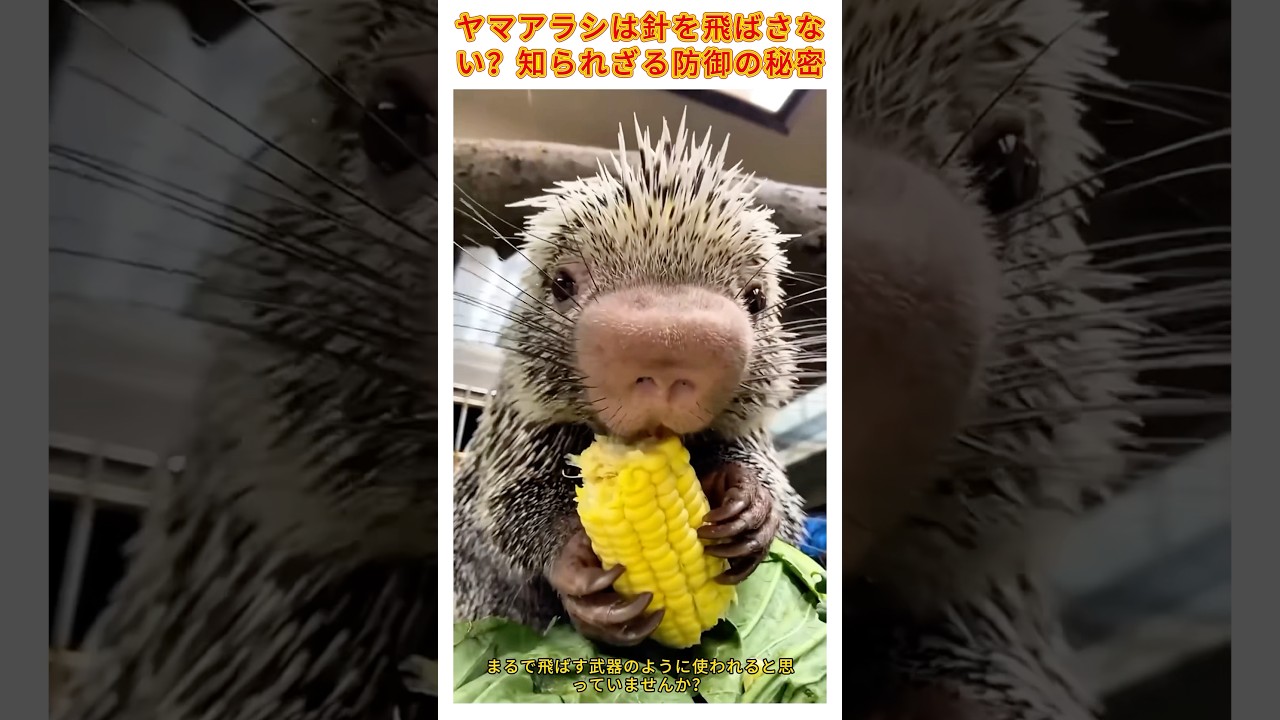 ヤマアラシ 針 飛ばす