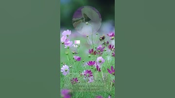 تلاوة بديعة 🤍 ﴿ يَوْمَ نَدْعُوا كُلَّ أُنَاسٍ بِإِمَامِهِمْ ﴾