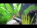 Aquarium Video - Nikon D5100 1080p Video (Auto settings)