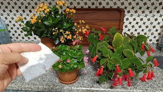 Kohlera Bakimi Japon Küpeli̇si̇ Bu Kürden Sonra Hemen Çi̇çek Açmaya Başladi