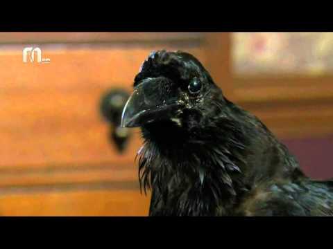 ანუბისის სახლი 24-ე სერიის ანონსი