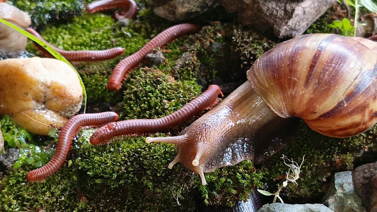 A Close-up of Nature's Rare Encounter: Unique Millipede, Snail and Rhino beetle 