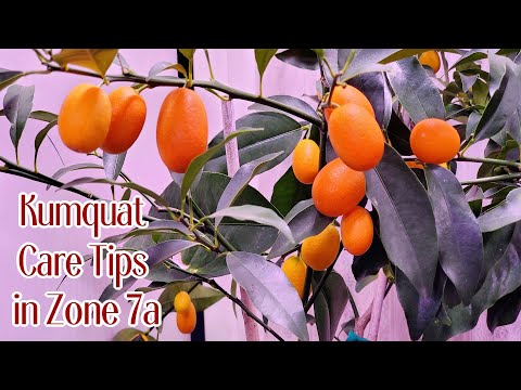 Kumquat Care Tips