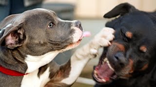 Doberman Pinscher vs. Pitbull: A showdown of two fierce breeds!