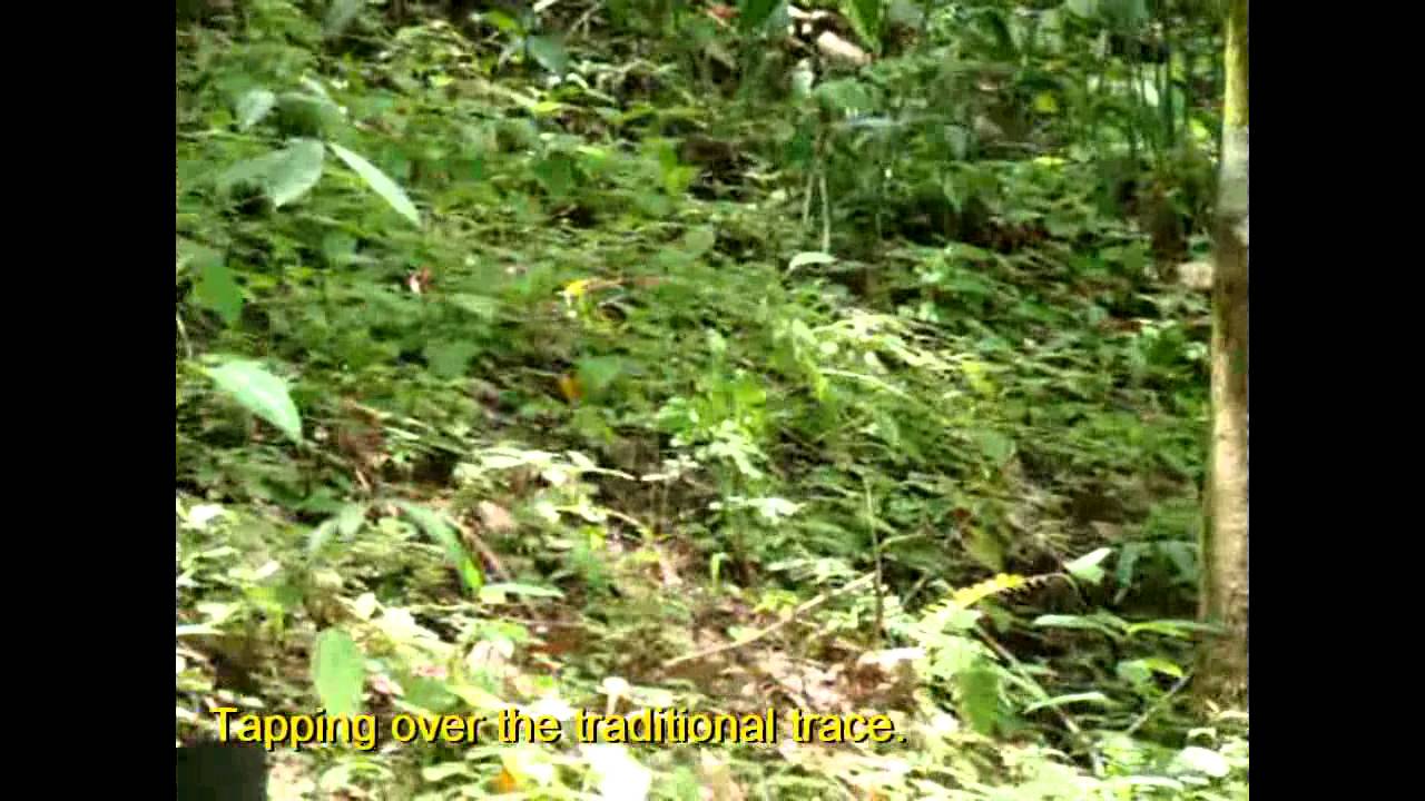 Hornbill Rubber Tapping Knife (Advance Q) YouTube