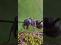 #shorts यह एक बुलेट चींटी (Bullet Ant) है, जिसे वैज्ञानिक भाषा में Paraponera clavata कहा जाता है।