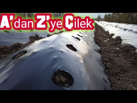 Video: Çilekler Nasıl Doğru şekilde Saklanır. Bölüm 1