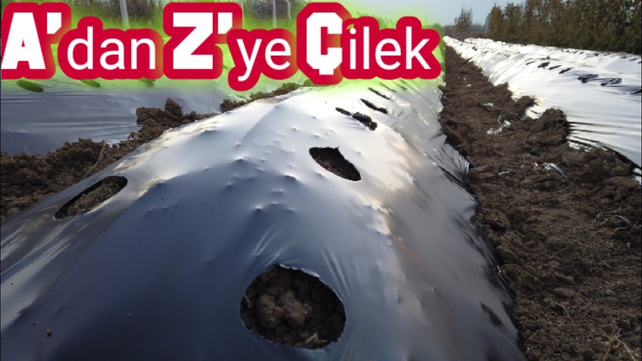 Çilek Yetiştiriciliği | Baştan Sona Çilek Yeri Hazırlama | Bölüm 1