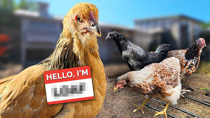Introduktion af nye høns til flokken! 🐔