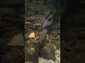Kura-kura dan ikan#shorts