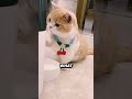 This Cat Kept Trying the Machine and Got Nothing Back