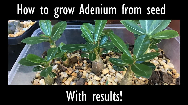 How to grow Desert Rose (Adenium) from seed with results - DayDayNews