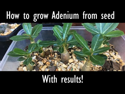 How to grow Desert Rose (Adenium) from seed with results