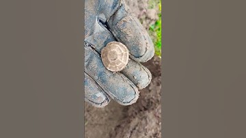 medieval spindle whorl #metaldetecting