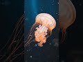 The Most Beautiful Jellyfish #shorts