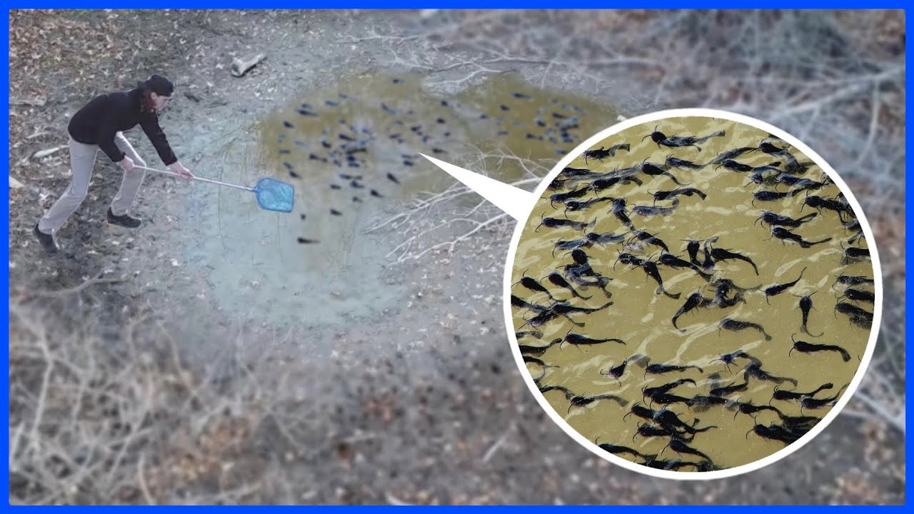 Saving TONS of Baby Catfish From Dried-Up Pond!