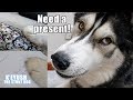Husky surprises best friend with birt.ay gift he wrapped himself