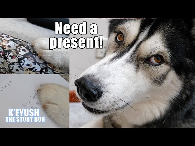 Husky Surprises Best Friend With Birthday Gift He Wrapped Himself!