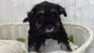 ミニチュアシュナウザー♀2606D0480 - YouTube