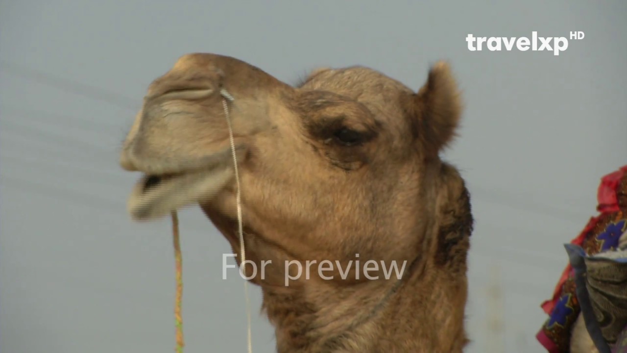 udaipur hotels Strictly Street (Season 2) Rajasthan