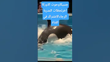 اخرلحظات المدربةجيسكاوحوت الاوركا المدربةجيسكا الاوركا جيسكا Viral Foryou Fyp اكسبلور غانا ترند 