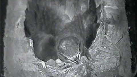 Adult swift preening chick 22 August 2022