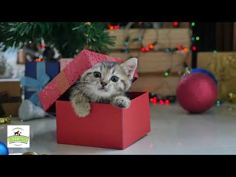 Video: Nytten Af lysintilskud Til Katte Under Undersøgelse