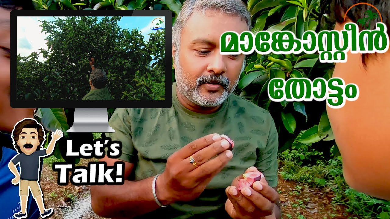 Mangosteen Fruit Malayalam Organic Farming Kerala YouTube