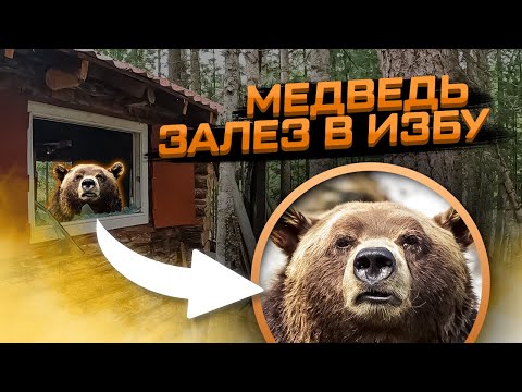 Медведь залез в лесную избу и всё разворотил! #медведьвышелнаизбу