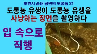 부천시 송내 공원의 도롱뇽 21. 입 속으로 직행 (도롱뇽 유생이 도롱뇽 유생을 사냥하는 장면을 촬영하다); Korean salamander 21. Tadpole hunting by 이덕하의 진화심리학 239 views 2 weeks ago 35 minutes