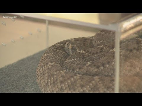 How to stay safe from rattlesnakes in Arizona