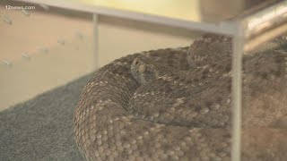 How to stay safe from rattlesnakes in Arizona