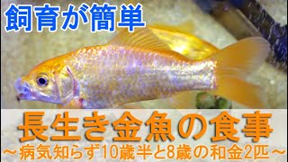 長生き金魚の食事～飼育が簡単、病気知らずの10歳半と8歳の和金2匹～