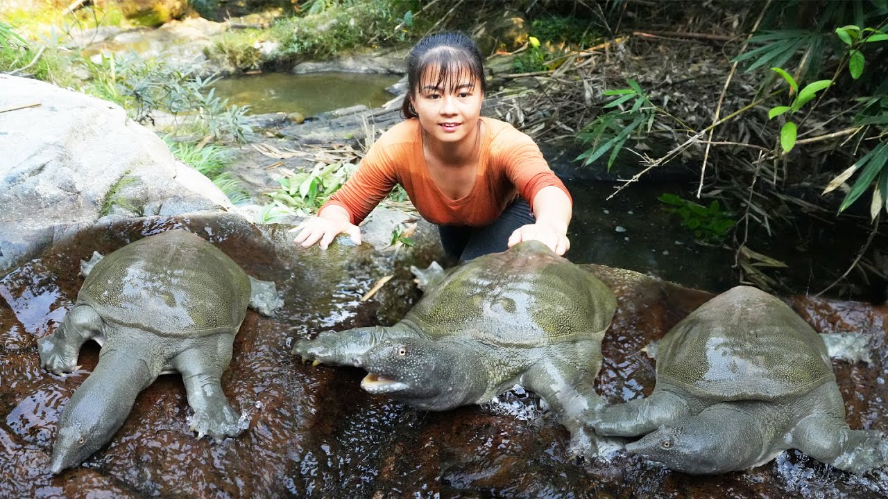 Find Catch A Lot Of Turtle In The Rock Crevice Go To Market Sell - Buy New Shirt | Free Bushcraft