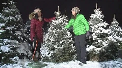 Cutting down our own Christmas tree