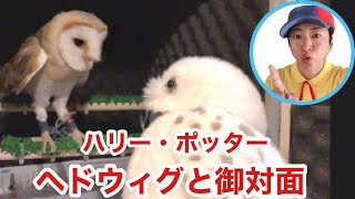 メンフクロウ ハリー ポッターのヘドウィグのぬいぐるみを見た反応が面白かった Youtube