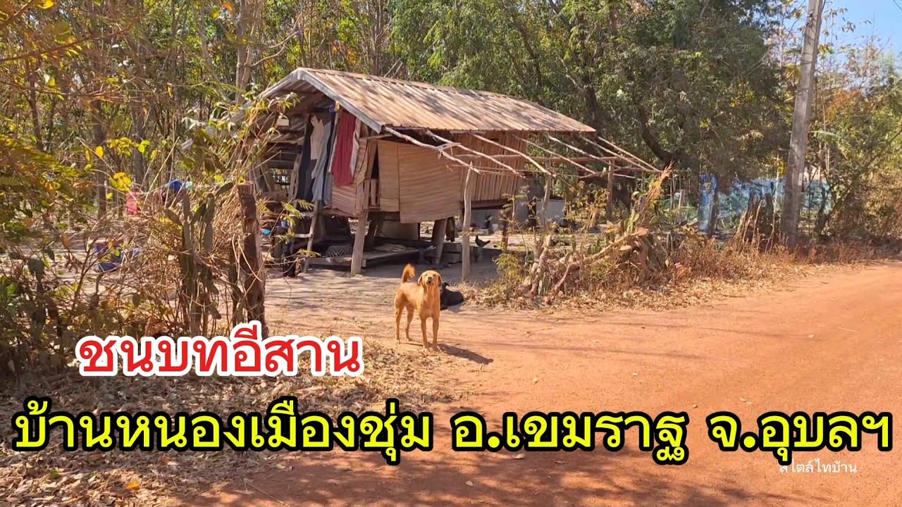 เลาะบ้านวิถีชนบท | บ้านหนองเมืองชุ่ม อ.เขมราฐ จ.อุบลฯ