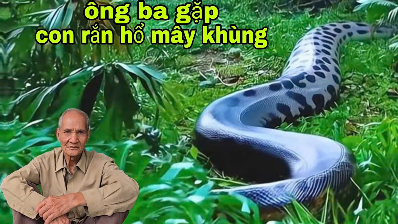 Ông Ba sống ở vùng Bảy núi thất sơn mấy chục năm gặp con rắn hổ mây khủng và nhiều thú dữ rùng rợn