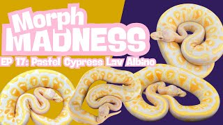MORPH MADNESS: PASTEL CYPRESS LAVENDER ALBINO BALL PYTHON Net Worth