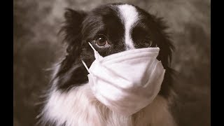 Can Dogs Get Coronavirus (COVID-19)?