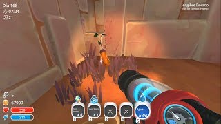 Locations of Gilded Ginger on Slime Rancher??