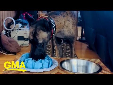 Video: Šuo Žmonės prieš kačių žmones