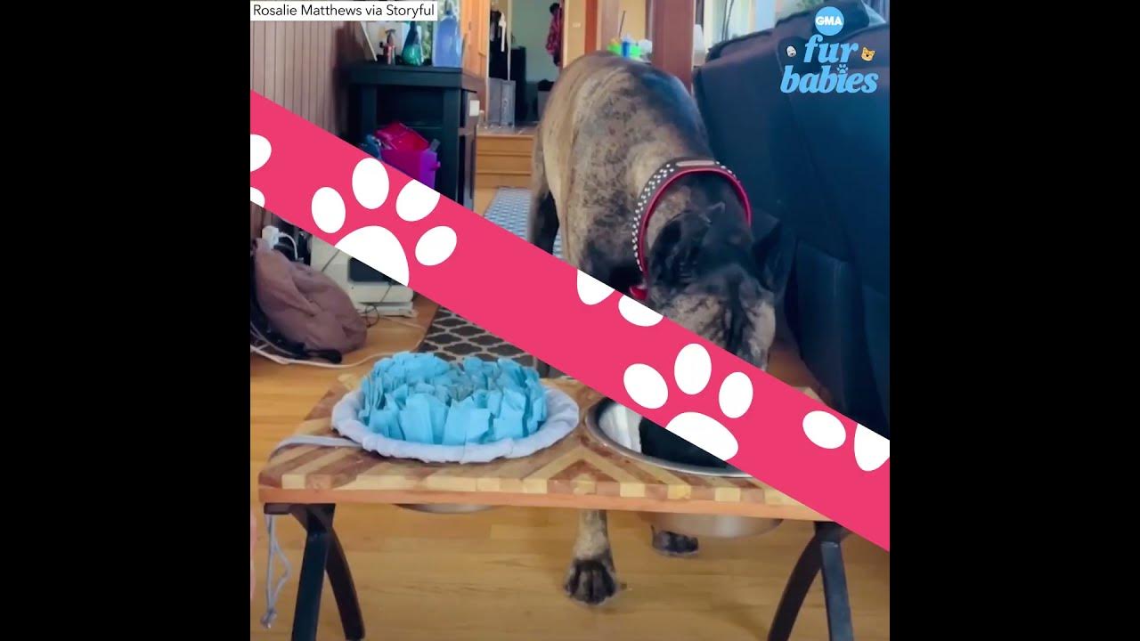 great-dane-learns-how-to-wipe-her-mouth-after-drinking-water-l-gma