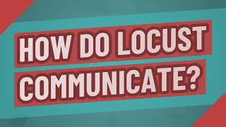 How do locust communicate?