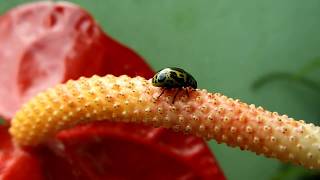 The Ladybug Love-In: A Valentine's Special - Different types HD