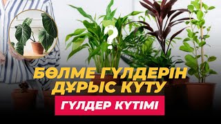 БӨЛМЕ ГҮЛДЕРІН ДҰРЫС КҮТУ | ГҮЛДЕР КҮТІМІ #гүлдер #гүл #гүлкүтімі