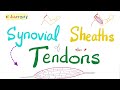 Synovial sheaths of tendons  tendonitis  enthesitis  anatomy basics