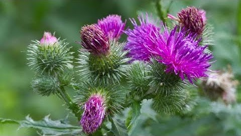 Cây kế sữa và tác dụng của Liver Protect đối với lá Gan của bạn