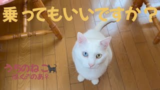 うちのねこ‍⬛はく♂のあ♀  乗ってもいいですか