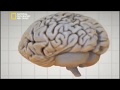 سرقة دماغ أينشتاين قبل حرق جثته هكذا كان مصير أذكي رجل في العالم